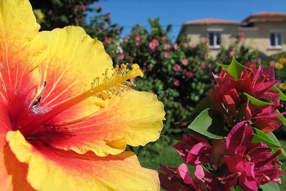 Villa Des Frangipanes La Gaulette Dış mekan fotoğraf